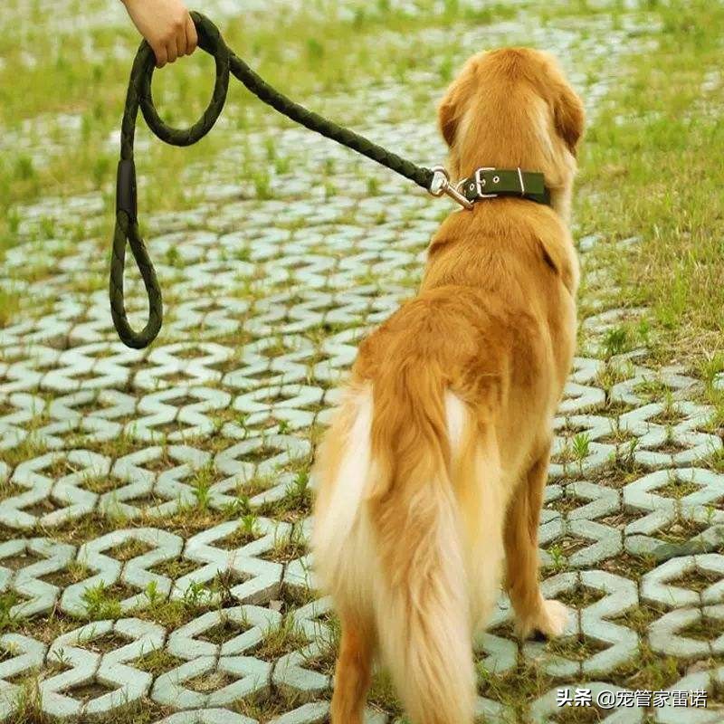 没经验养宠物,没经验可以养狗吗