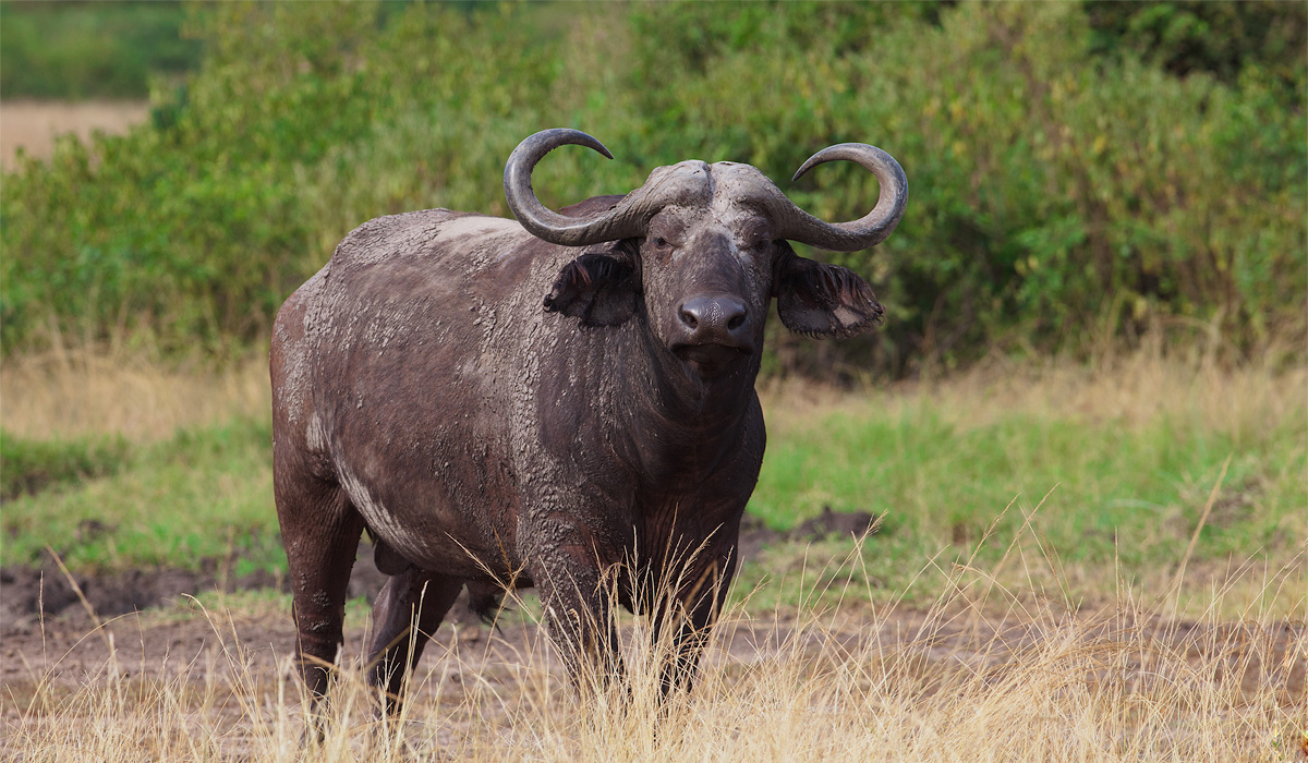 非洲野生动物中的五霸,实力应该如何排序?