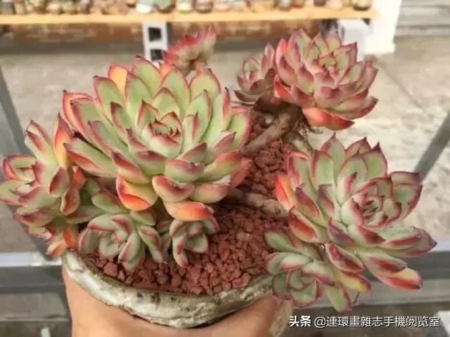 365种多肉图谱大全,365种鲜花图册大全