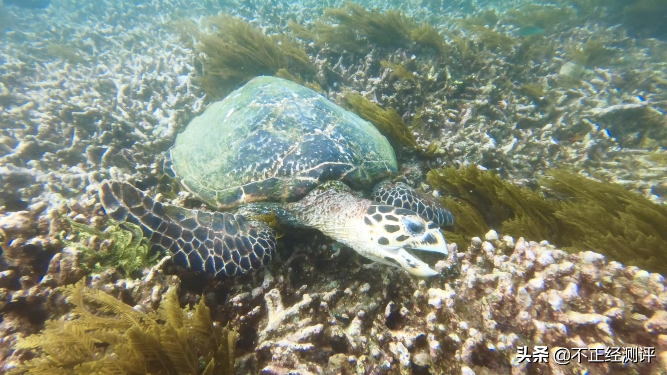巴厘岛旅游攻略自由行攻略,巴厘岛的自由行旅游攻略