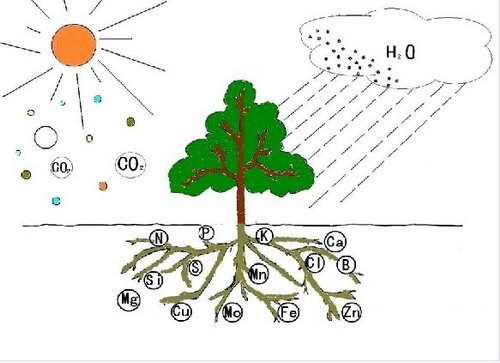 植物生长所需几种营养元素,植物必需的16种营养元素口诀