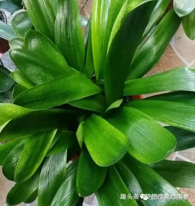 君子兰为什么会烂叶怎么处理,君子兰烂叶的原因和处理办法