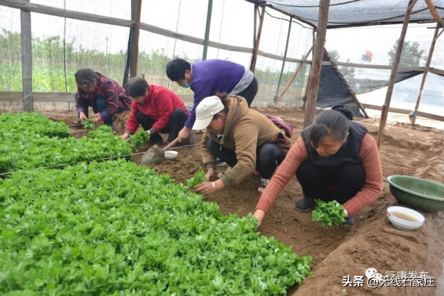 灵寿县特色农业乡村振兴,行唐农业种植
