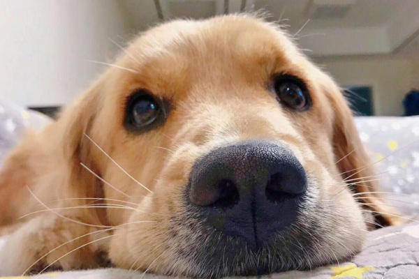 狗狗吐黄水食欲不振怎么治疗,狗狗吐了怎么办又不吃饭