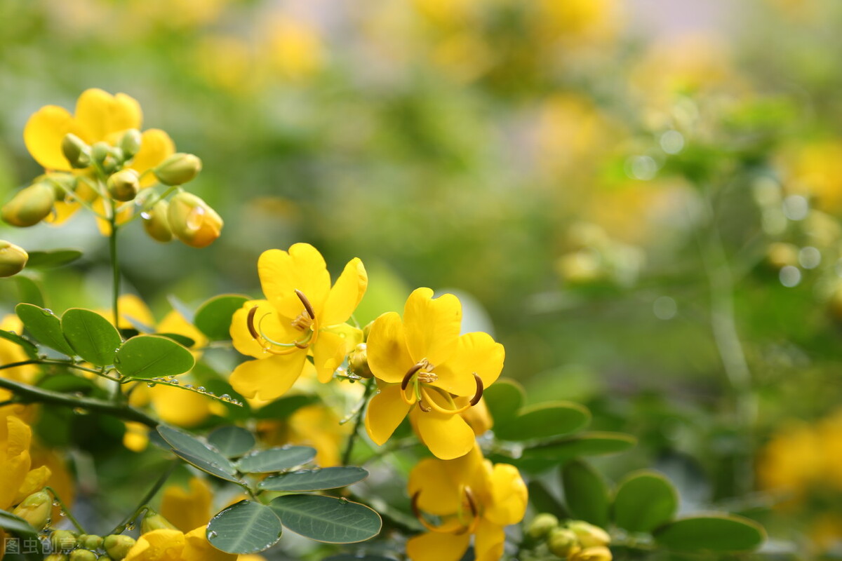 有什么草防蛇,眼镜王蛇最怕的草