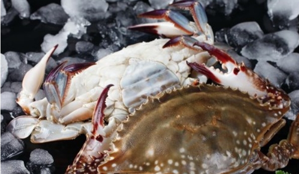 梭子蟹鲜活怎么挑,鲜活梭子蟹怎么挑