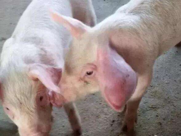 小猪耳朵肿大有血水是怎么回事,小猪耳朵肿大是什么原因引起的