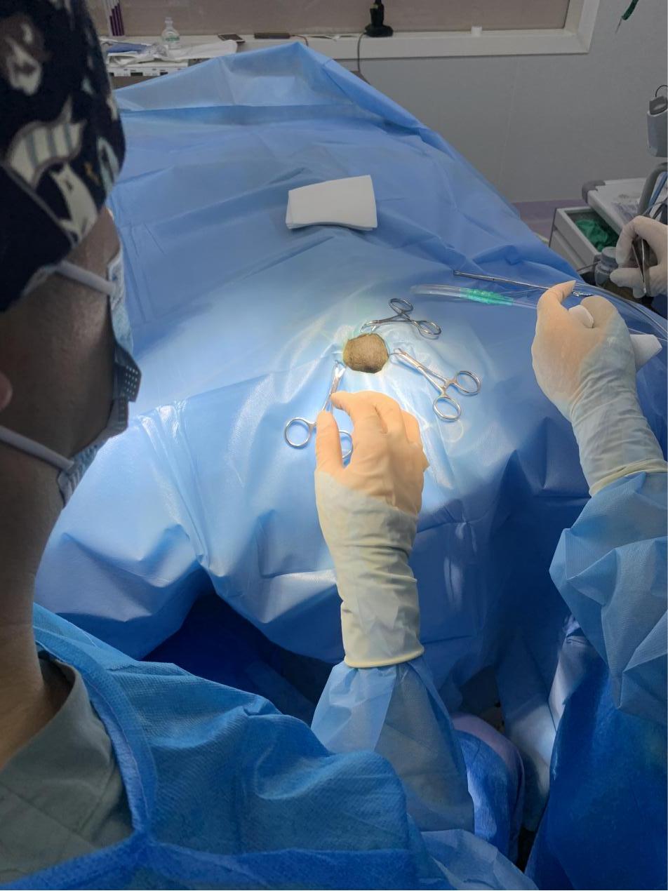 猫咪额头突然肿起来到底是什么原因导致的？你知道吗