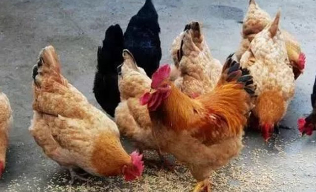 鸡拉白痢流鼻涕咳嗽用什么药最好,鸡拉白痢吃什么药好得快