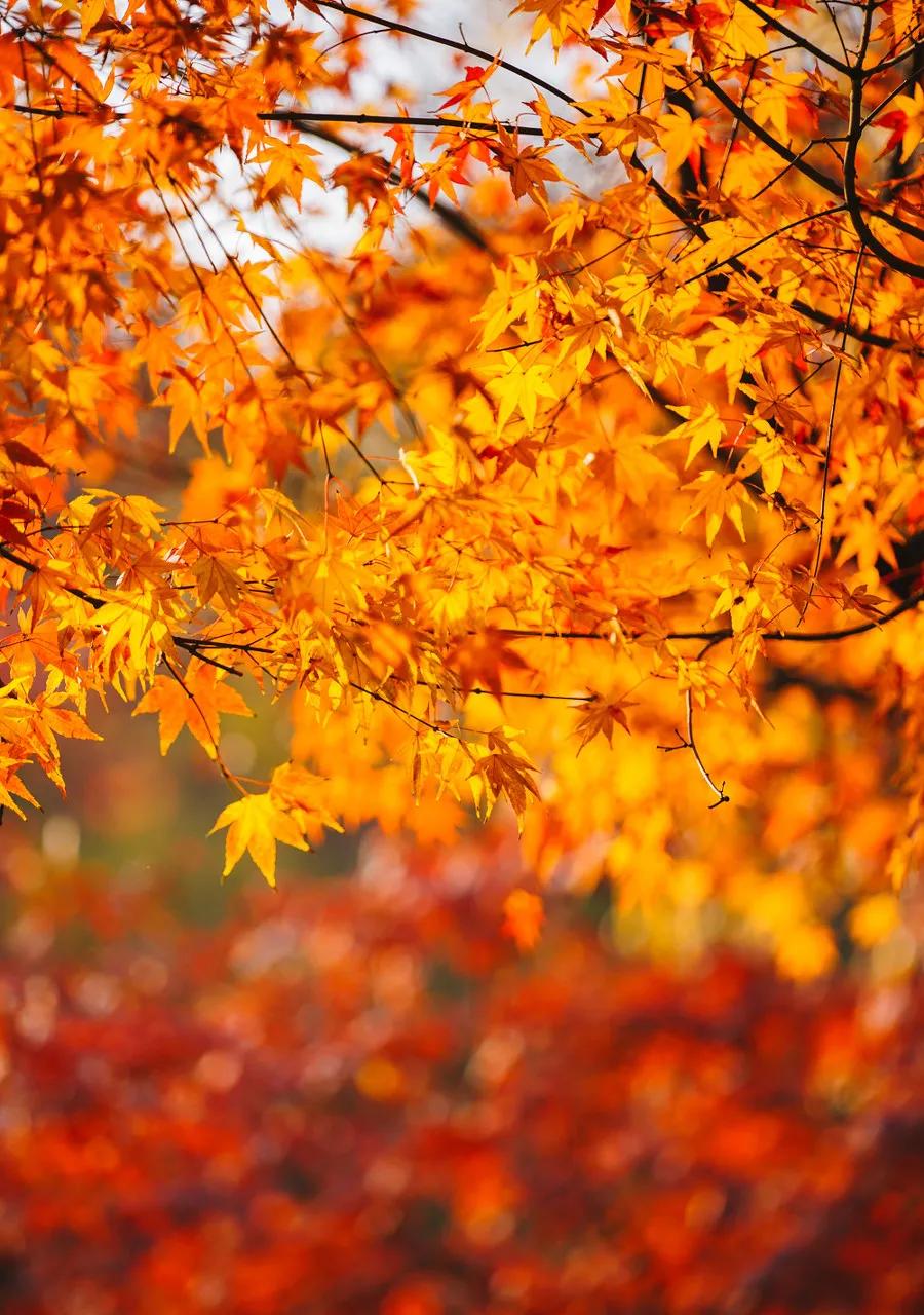 江南的秋天,温柔诗意,漫步姑苏城感受岁月静好,人间值得