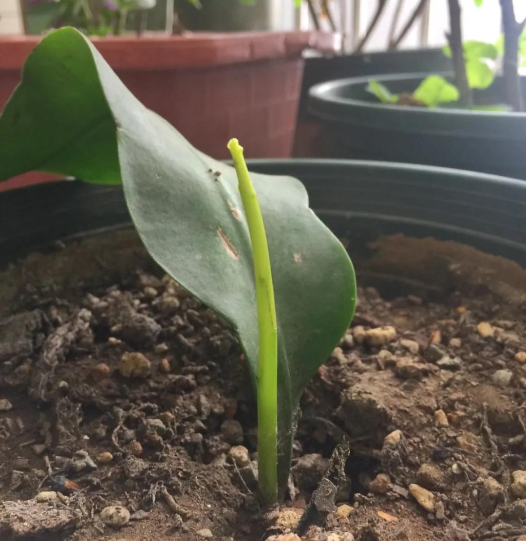 扦插花的养殖方法和技巧,养花扦插有妙招多肉