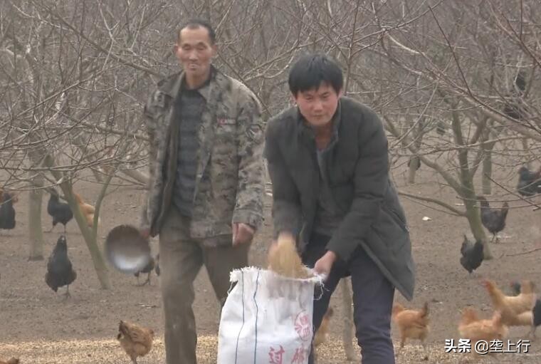 兵哥哥养鸡,兵哥哥深山养鸡