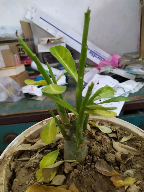 沙漠玫瑰枝干软怎么处理,沙漠玫瑰光杆几月发芽