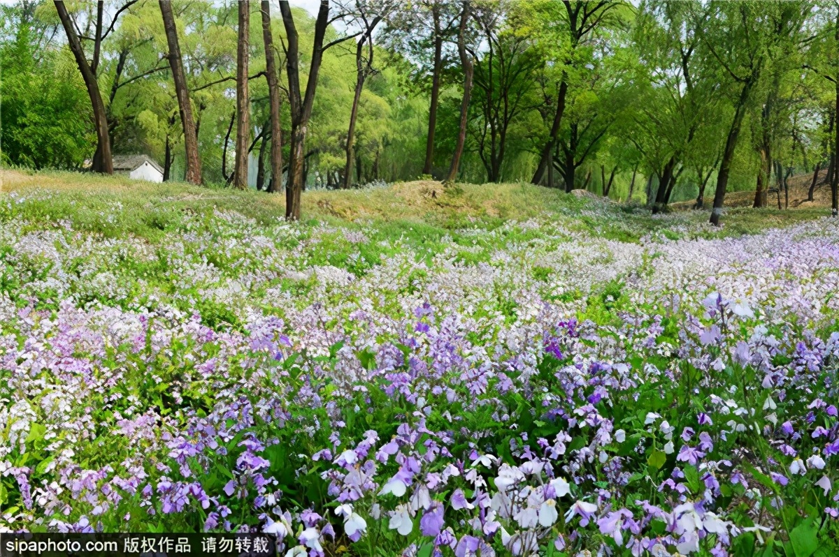 紫色花海哪里最好玩,紫色的花海景点