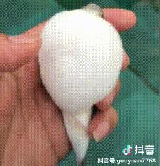 男子吃这鱼中毒,医生:无解药!曾有人误食身亡