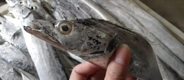 带鱼什么季节吃最好吃,又到吃小鱼的季节