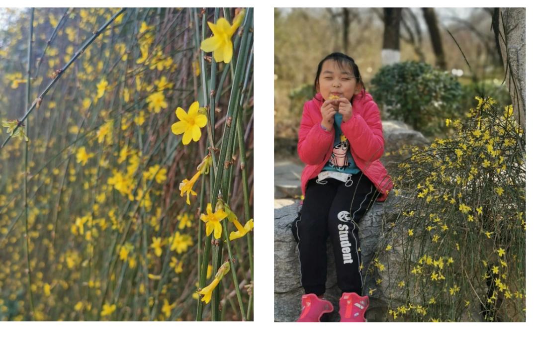 济南3月免费赏花攻略,花都开了济南周边赏花攻略收好