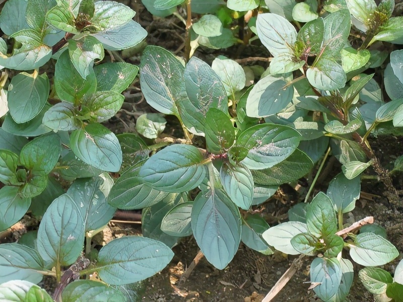 薄荷长出长长的枝条可以扦插吗,薄荷扦插几盆最好