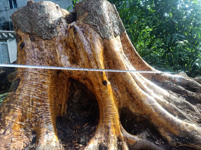 金丝楠乌木象棋,金丝楠乌木家具