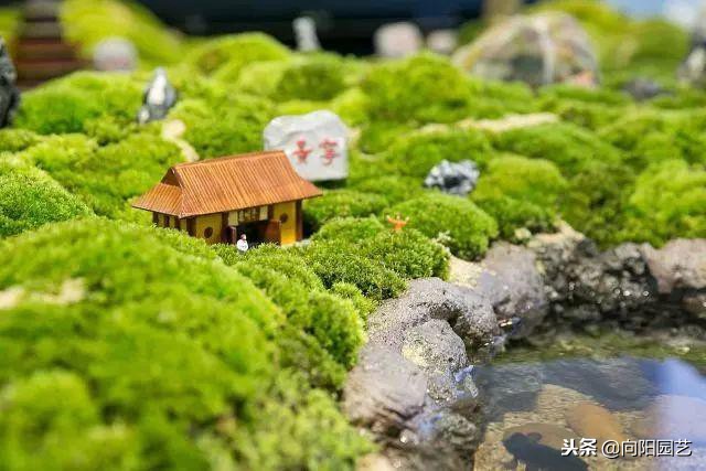 苔藓可以当兰花植料吗,苔藓能养花吗