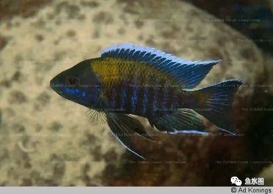 三湖慈鲷马鲷孔雀珍珠系能长多大,三湖慈鲷之孔雀