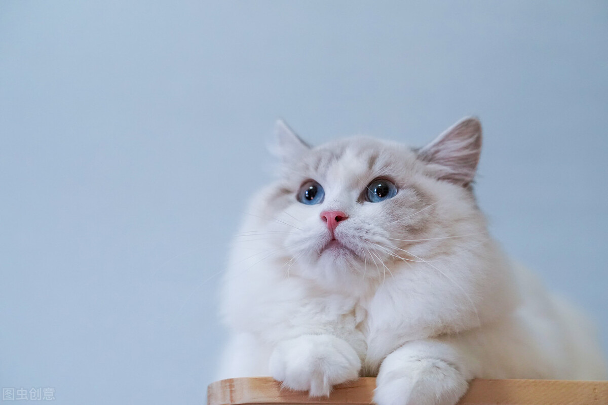 布偶猫有多好玩,布偶猫的十大优点是什么