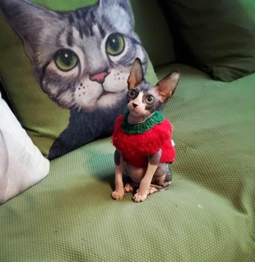 世界上最致命的猫黑足猫,世界十大奇特的猫你见过哪一种