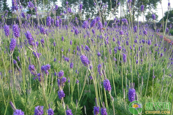 薰衣草种子种植方法和注意事项,薰衣草种子种植方法及步骤图