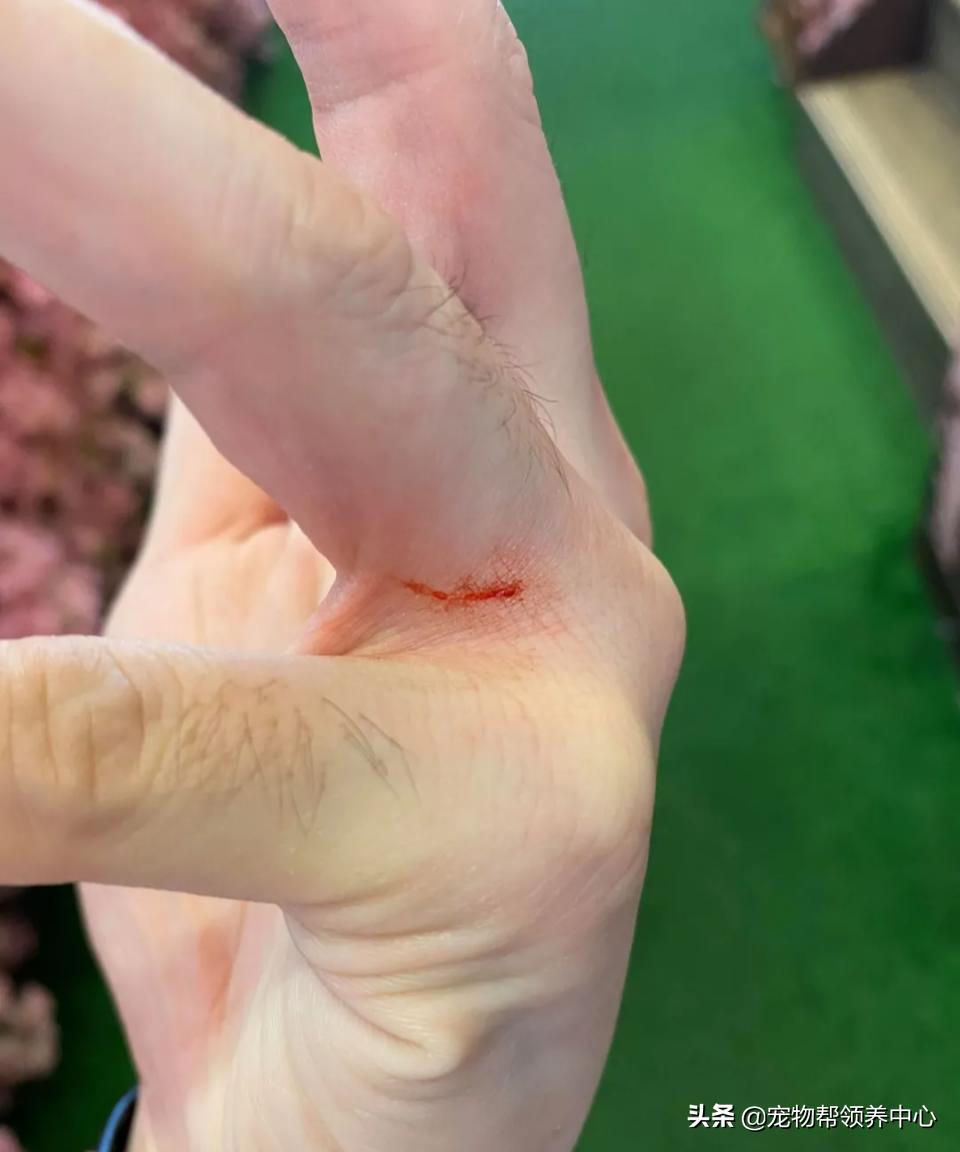 橘猫整日不出闺房却突然胎动？检查令爸崩溃：哪个死小子干的？