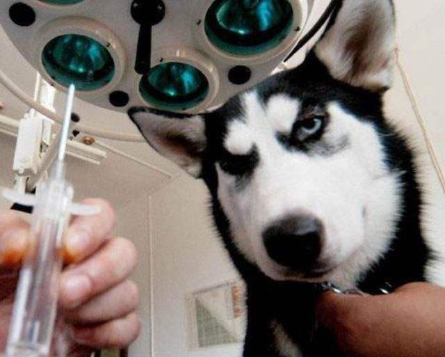 大宠爱哈士奇新手宠主必看攻略,怎么养哈士奇新手入门