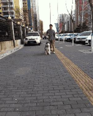 「论坛」小区里面的25个养狗的人，开会讨论zezeze