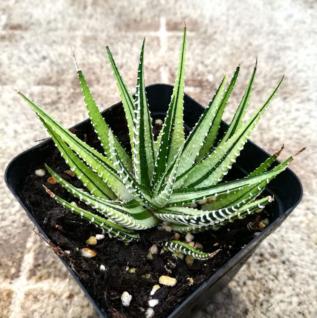 条纹十二卷和十二稿有什么区别,条纹十二卷和点纹十二卷区别