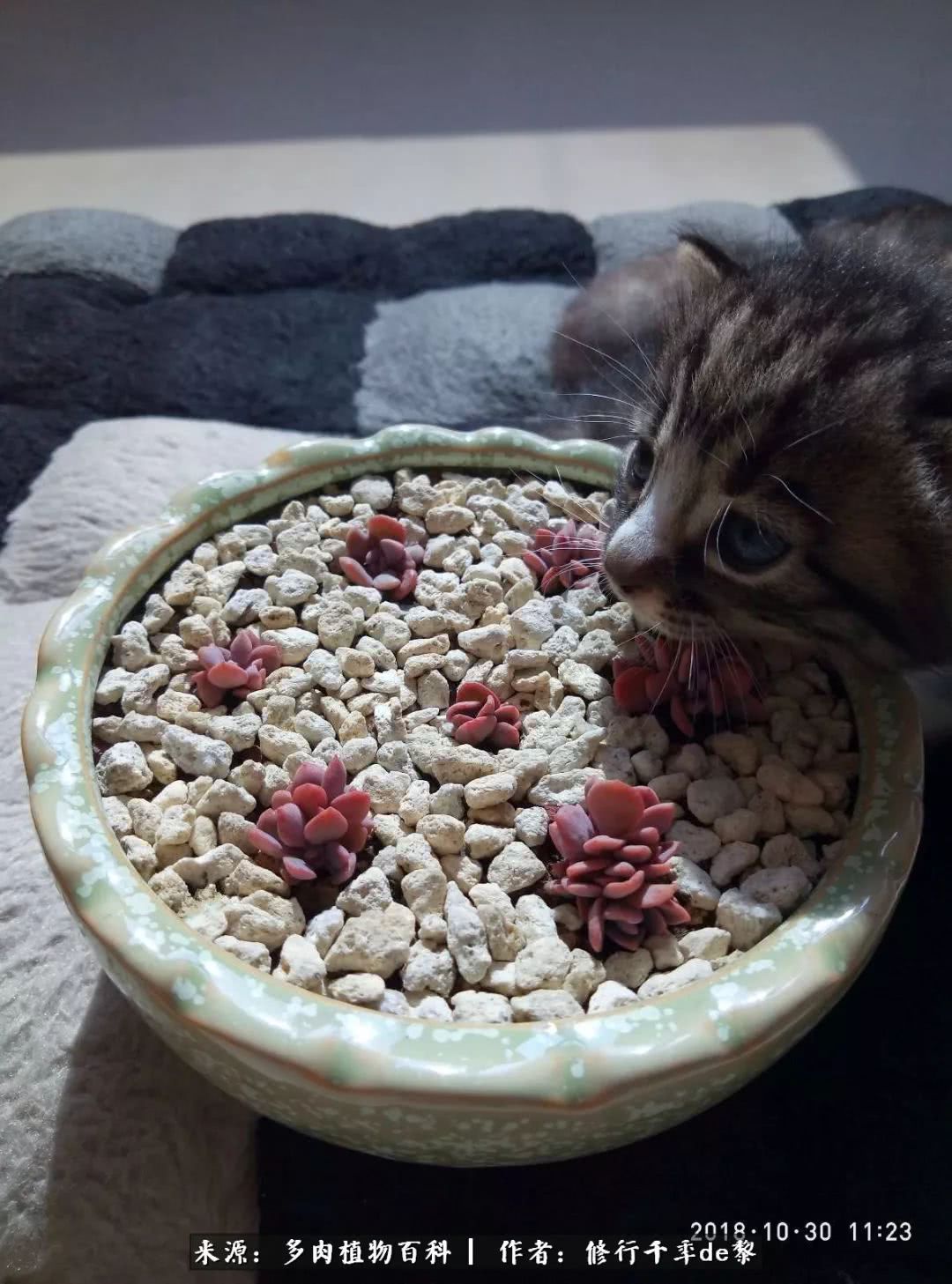 鱼和熊掌不可兼得自由和爱情,鱼和熊掌不可兼得胖和丑如影随形