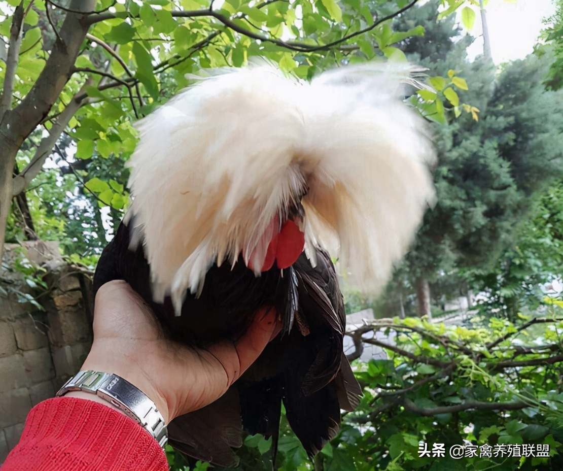 农民发明养鸡奇招轻松养5万只,养鸡牛人的致富绝招有哪些