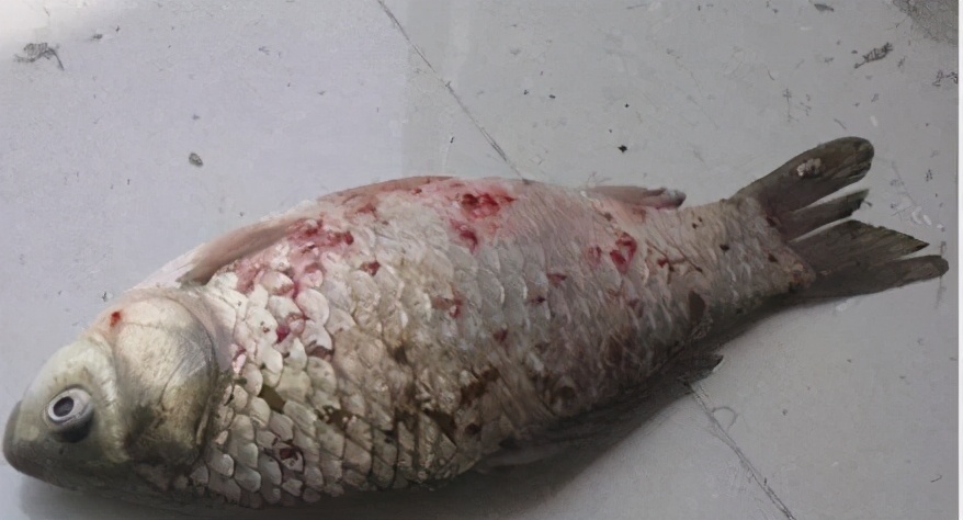 鱼为什么会有锚头鳋,什么原因会造成鱼大面积死亡