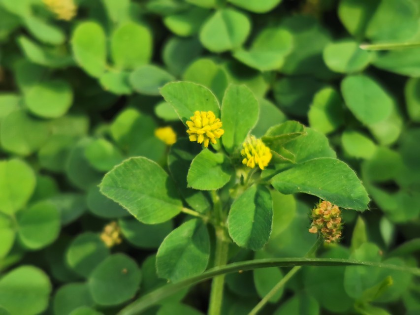 青岛高新区的公园让人们享受,青岛有个特别美的地方