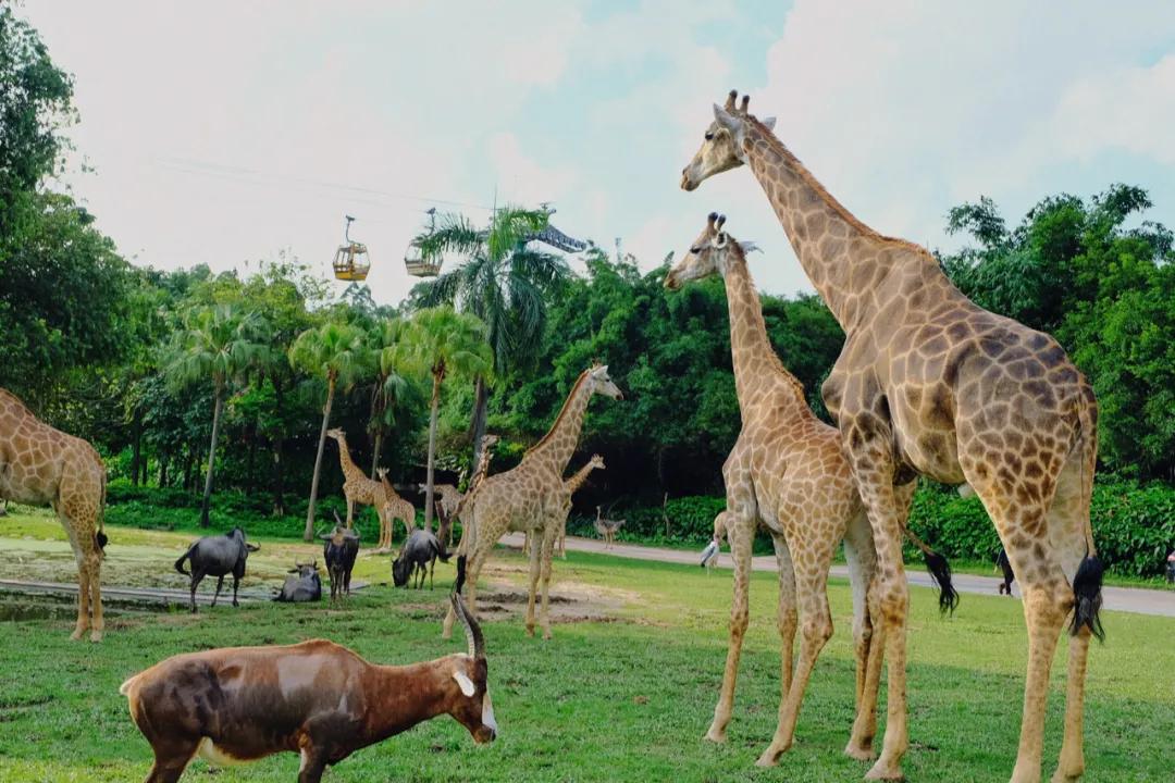 广州长隆购买攻略,广州长隆游玩攻略必买