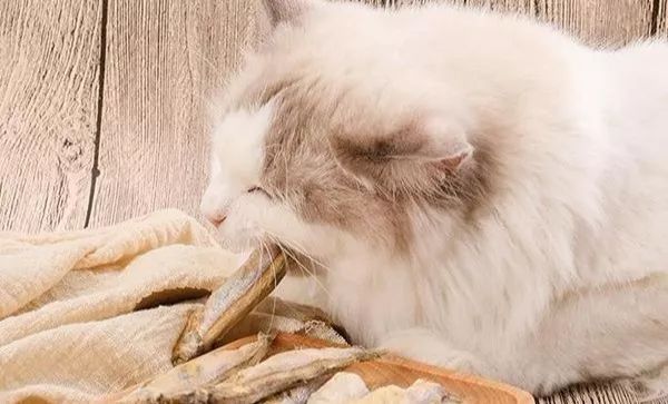 猫冻干应该买什么样的,猫咪冻干假货