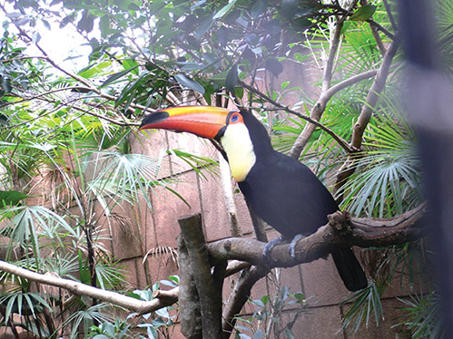 动物世界中最小的昆虫,动物世界最奇特的鸟