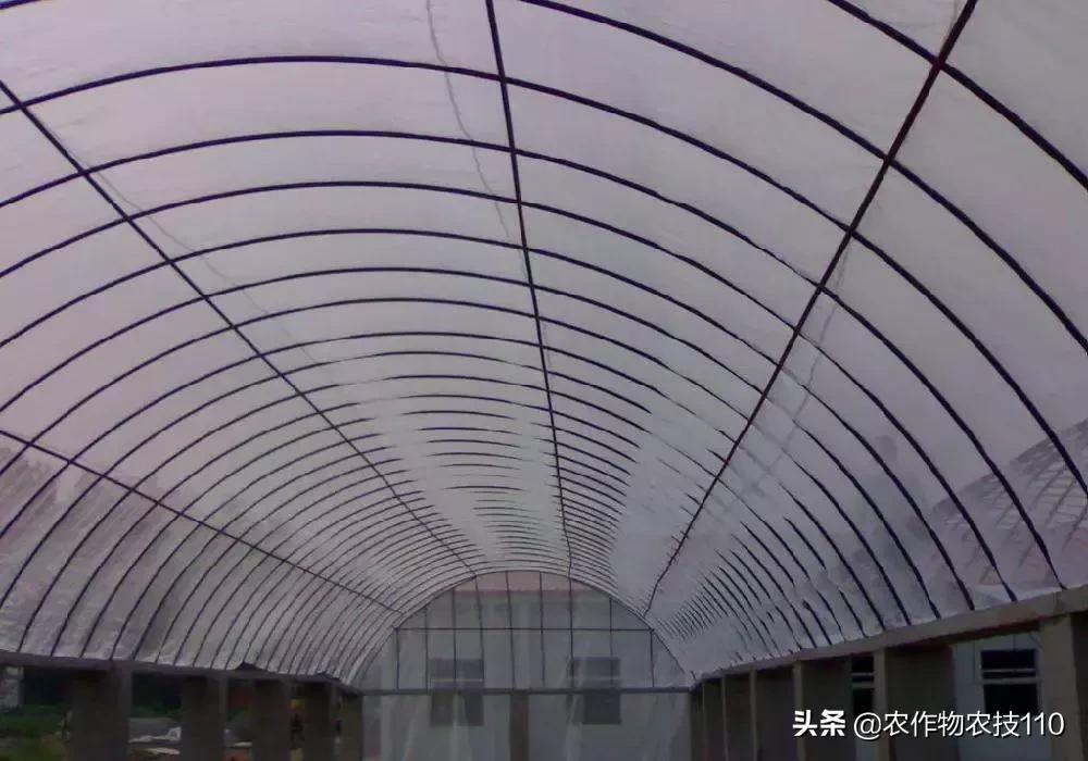 除虫防虫小技巧有哪些,蓟马虫害可以用防虫网吗