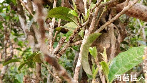 冰岛老寨大秋茶园的茶是真的吗,冰岛五寨之一糯伍什么口感