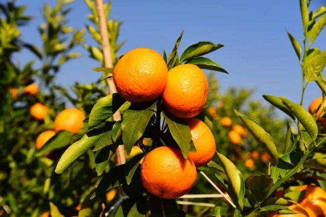 比大理丽江还美的地方,比大理丽江更值得去的地方腾冲