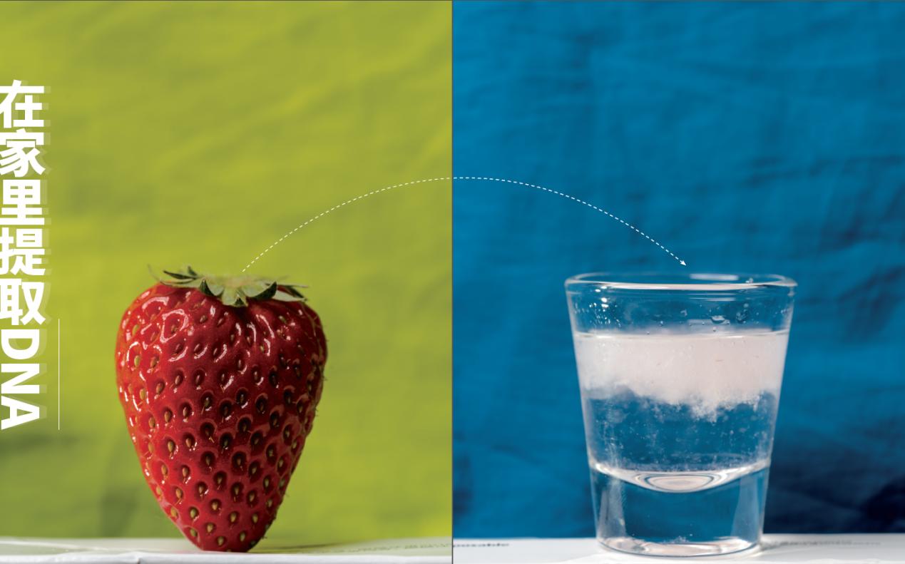 水果dna提取实验步骤,提取dna实验中的注意事项