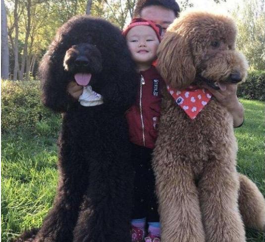 贵宾就吃冻干不吃狗粮是挑食吗,贵宾挑食太瘦怎么办啊