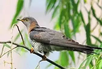 收麦时布谷叫声,布谷叫的声音收麦