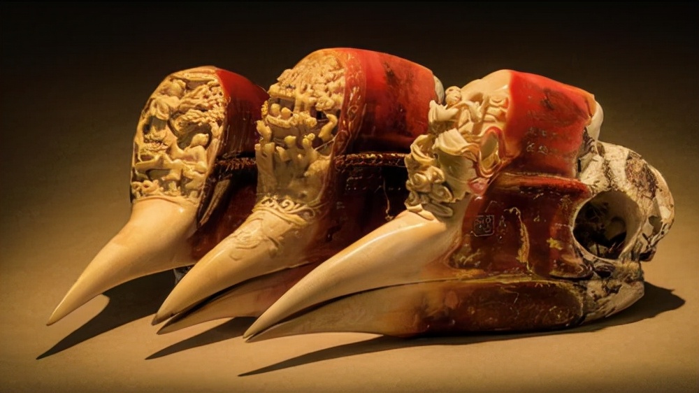 头骨最值钱鸟,头骨很珍贵的鸟