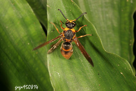 臭虫炒什么菜好吃,臭虫好吃吗