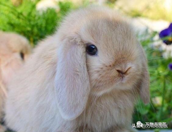 兔兔要死之前的征兆,兔兔突然死亡的原因
