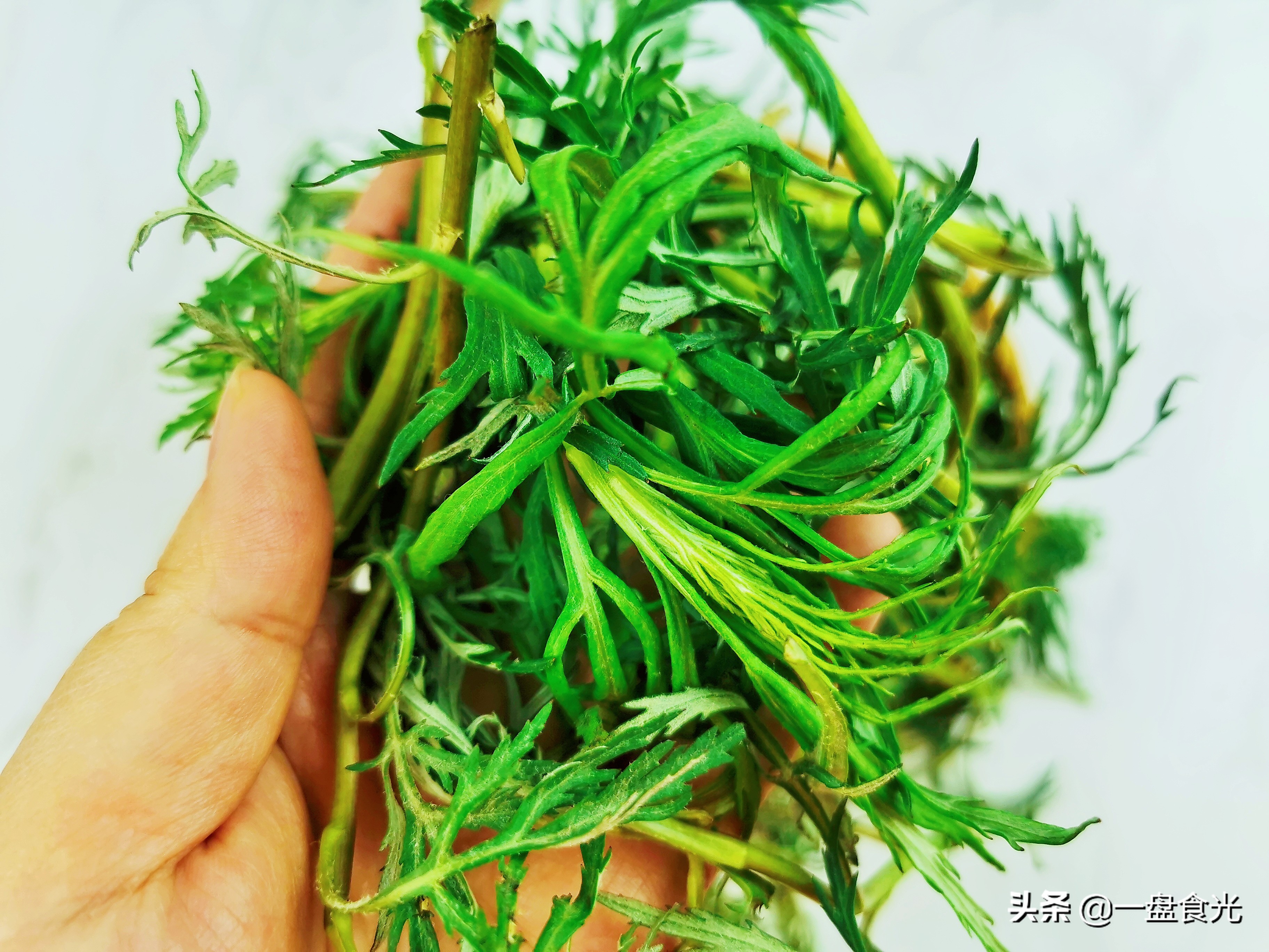 呼伦贝尔特色山野菜,呼伦贝尔炖柳蒿芽