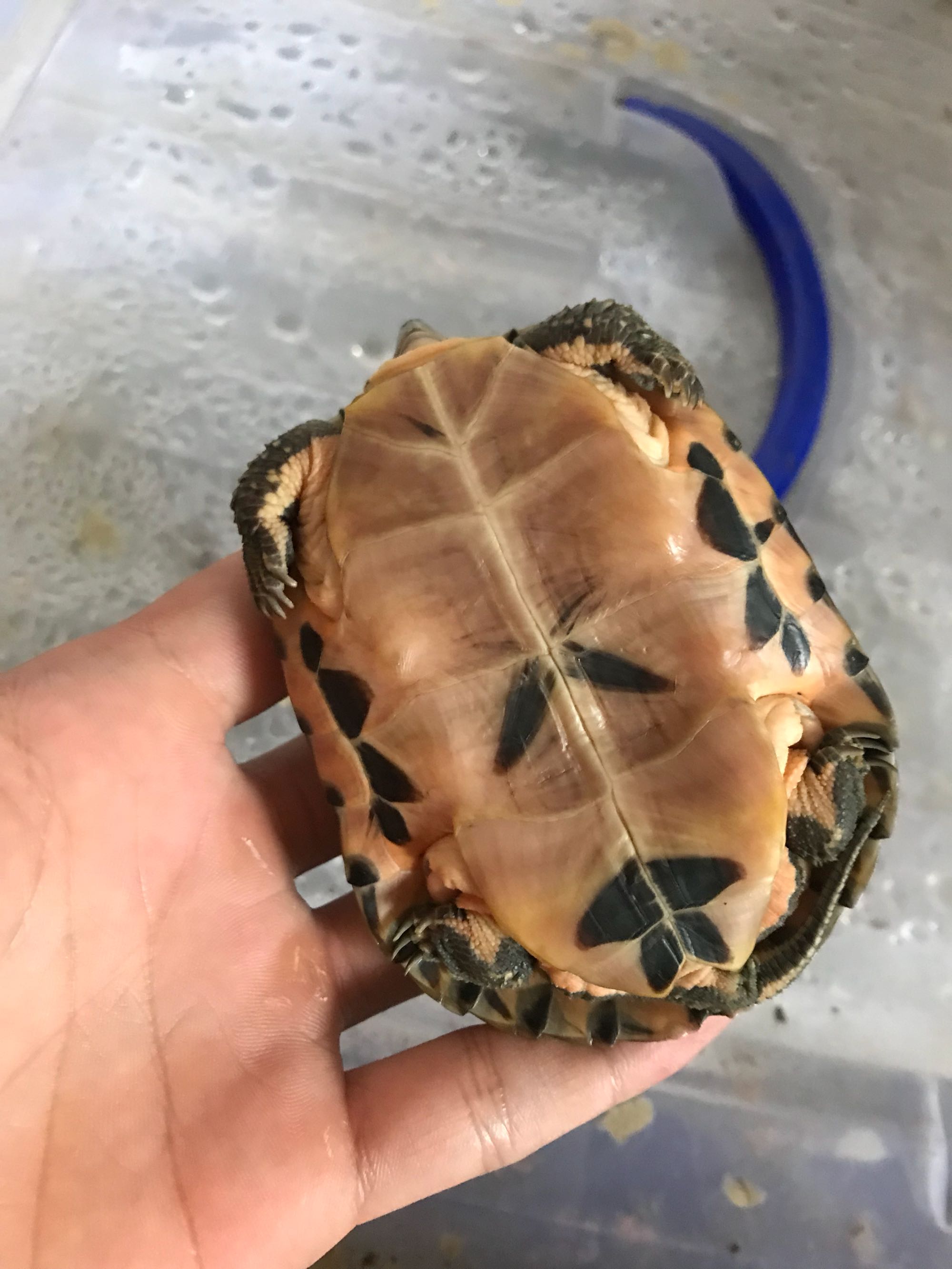 深水养龟溺水症状,乌龟溺水急救案例养龟必看